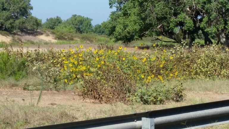 חמנית מצויה  צולם על ידי קובי בן עטיה 