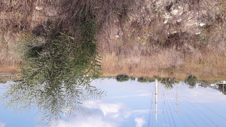 שיטה כחלחלה  צולם על ידי אמיר פרלברג 