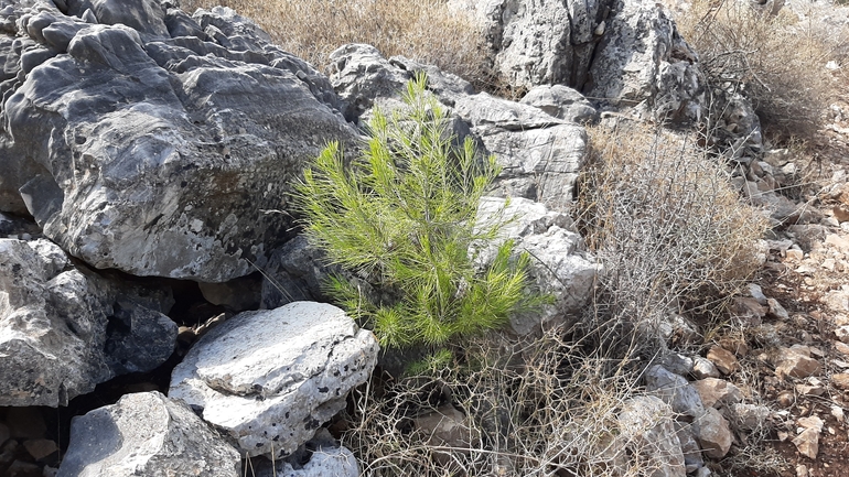 אורן קפריסאי  צולם על ידי מוחמד נסאר 