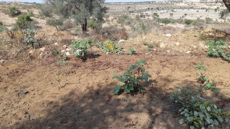 קיקיון מצוי  צולם על ידי אוהד מאס 