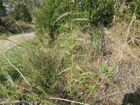 שיטה כחלחלה  צולם על ידי ג'לאא בשארה 