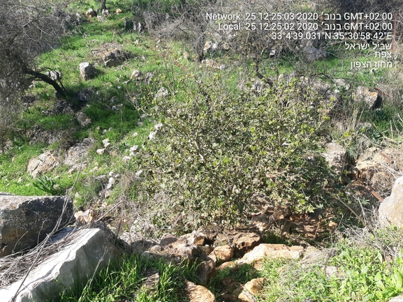 קיקיון מצוי  צולם על ידי הדס כהנר 