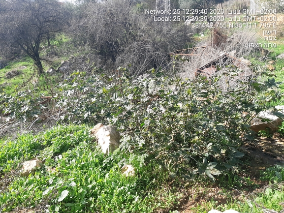 קיקיון מצוי  צולם על ידי הדס כהנר 