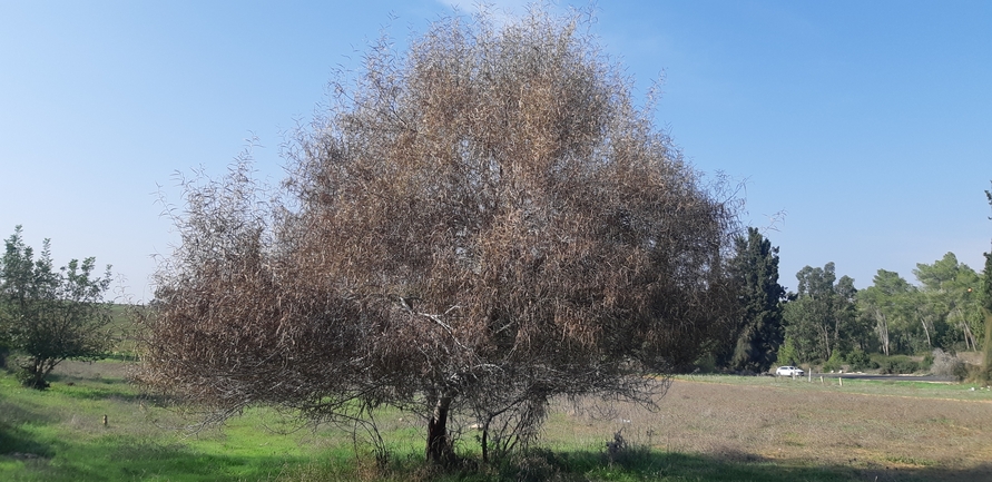 שיטה כחלחלה  צולם על ידי ליעד כהן 