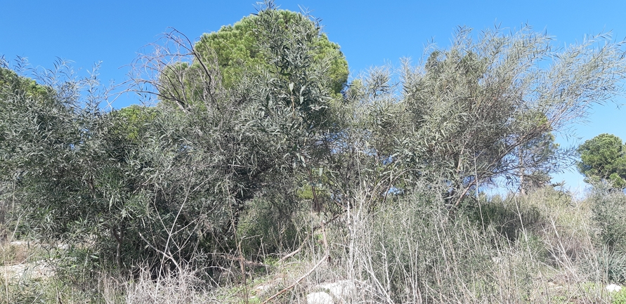 שיטה כחלחלה  צולם על ידי און ולנסי 