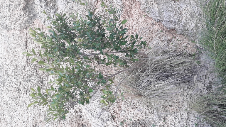 פיקוס השדרות  צולם על ידי אמיר פרלברג 