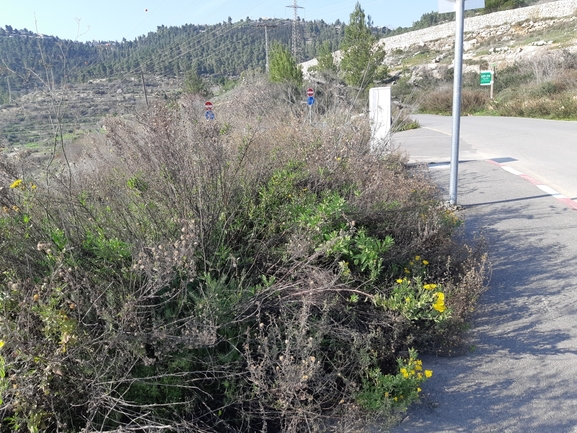 טיונית החולות  צולם על ידי מרגרטה וולצ'אק 