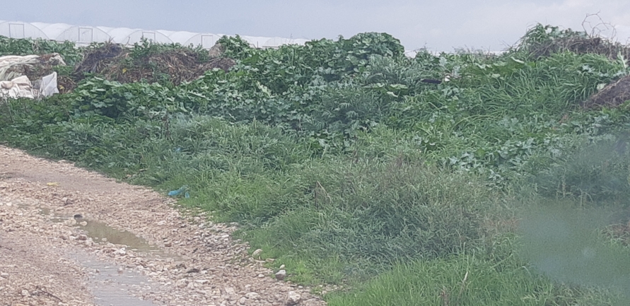 אמברוסיה מכונסת  צולם על ידי יובל סבר 