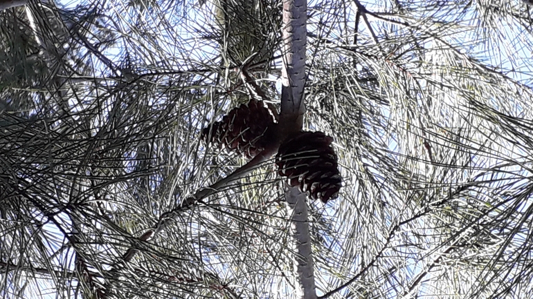 Black Sea Pine, Turkish Pine  photographed by אמיר פרלברג 