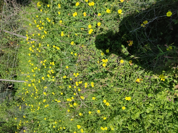 חמציץ נטוי  צולם על ידי מרב לבל 