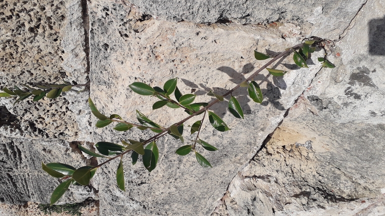 פיקוס השדרות  צולם על ידי אמיר פרלברג 