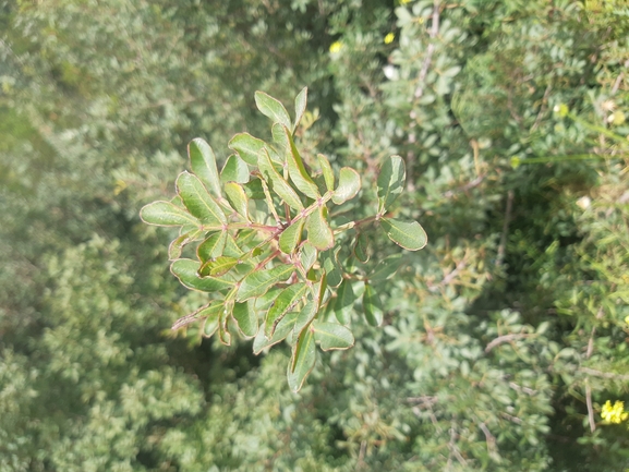 אזדרכת מצויה  צולם על ידי אור מילשטיין 