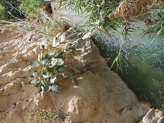 פיקוס בנגלי  צולם על ידי צוות עין-גדי 