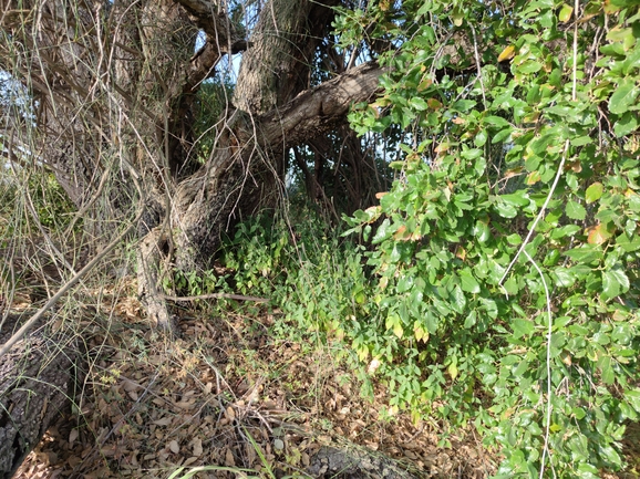 רב-מוץ מחוספס  צולם על ידי מרב לבל 