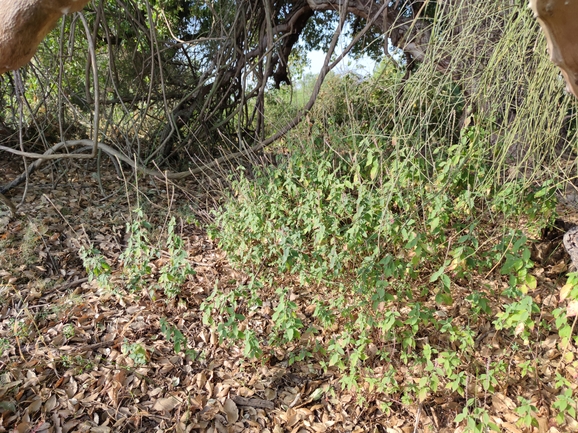 רב-מוץ מחוספס  צולם על ידי מרב לבל 