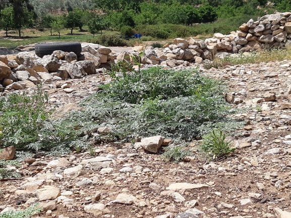 אמברוסיה מכונסת  צולם על ידי רמי יוספי 