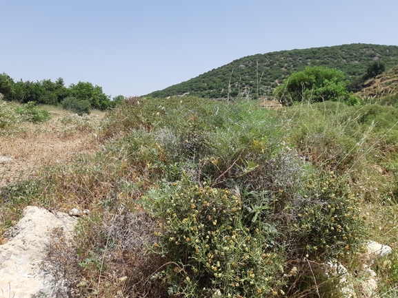 אמברוסיה מכונסת  צולם על ידי רמי יוספי 