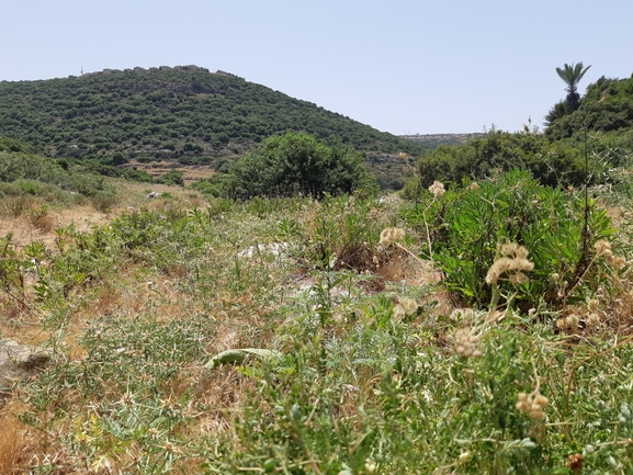 אמברוסיה מכונסת  צולם על ידי רמי יוספי 