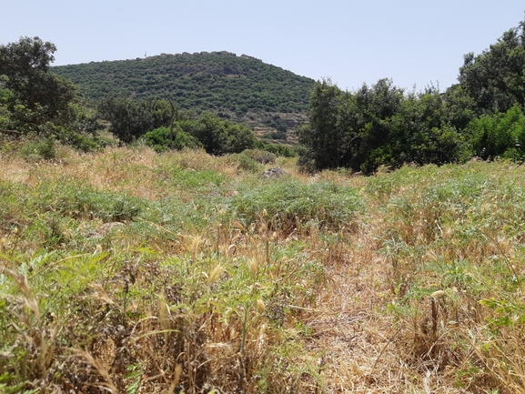 אמברוסיה מכונסת  צולם על ידי רמי יוספי 