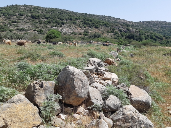 אמברוסיה מכונסת  צולם על ידי רמי יוספי 