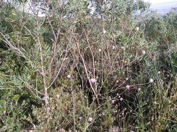 שיטה כחלחלה  צולם על ידי ברק קסטרו 