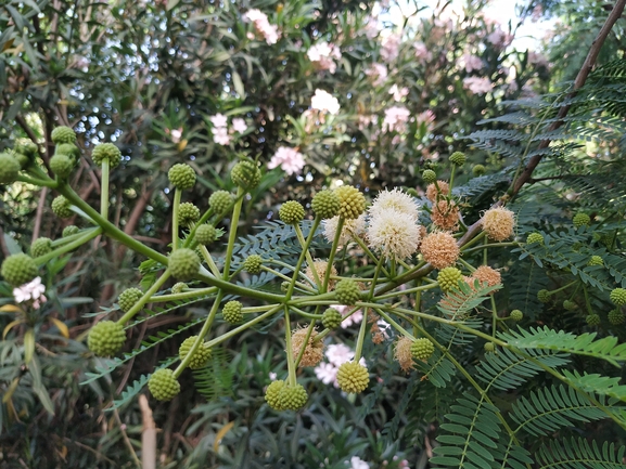 צחר כחלחל  צולם על ידי עזרא ביאזי 