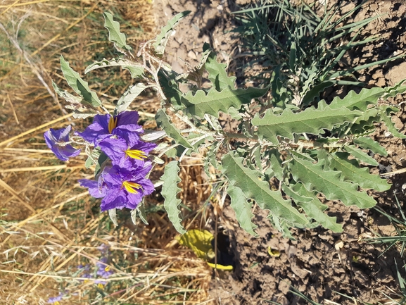 סולנום זיתני  צולם על ידי אור מילשטיין 