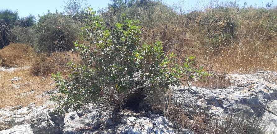 אזדרכת מצויה  צולם על ידי ליעד כהן 