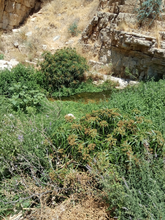 גומא מניפני  צולם על ידי שקד בחבוט 