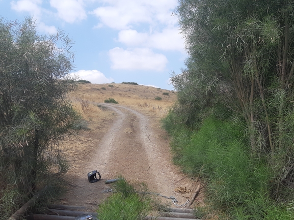 שיטה כחלחלה  צולם על ידי עומרי גואלמן 