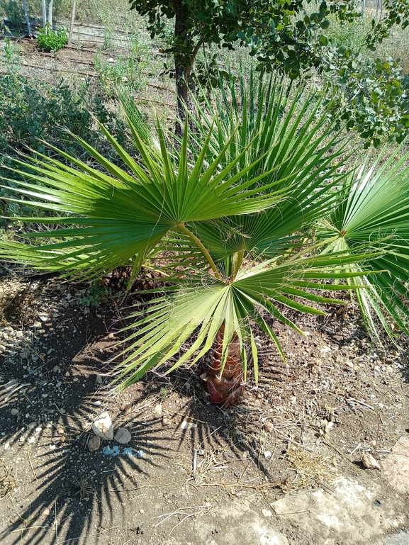 ושינגטוניה חסונה  צולם על ידי דניאל די-צ'זרה 