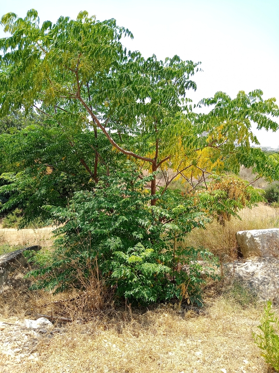 אזדרכת מצויה  צולם על ידי דניאל די-צ'זרה 