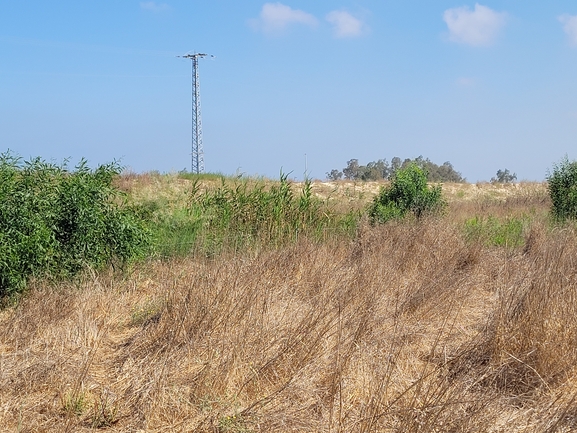 שיטה כחלחלה  צולם על ידי יפעת ארצי 