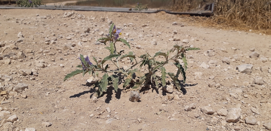 סולנום זיתני  צולם על ידי ליעד כהן 