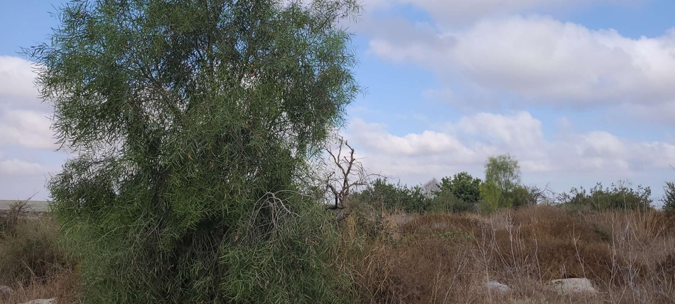 שיטה כחלחלה  צולם על ידי ליעד כהן 