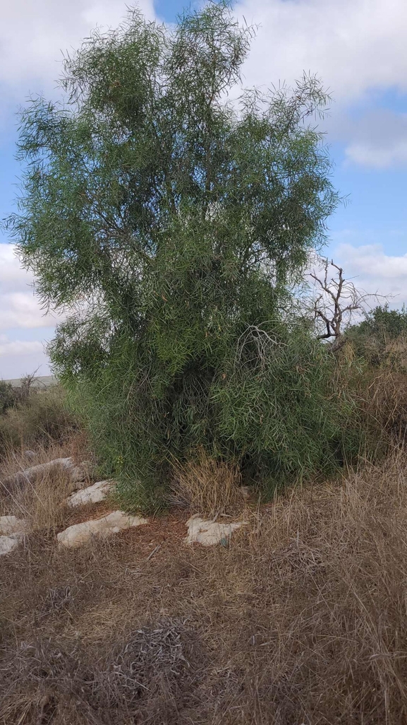 שיטה כחלחלה  צולם על ידי ליעד כהן 