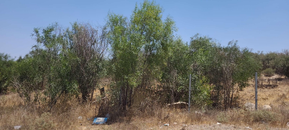 שיטה כחלחלה  צולם על ידי ליעד כהן 