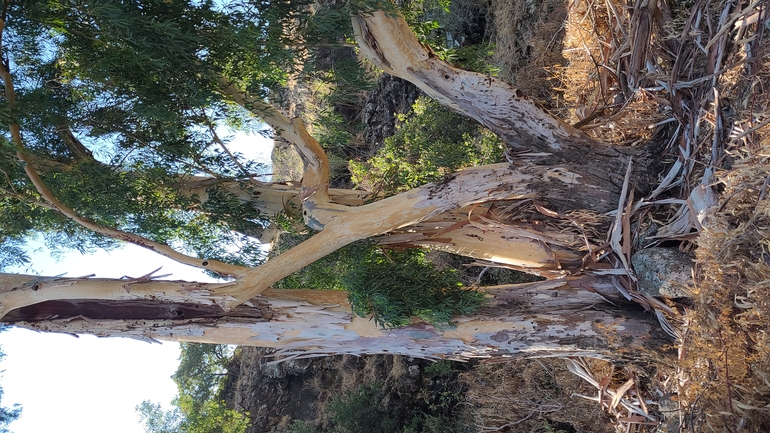 איקליפטוס המקור  צולם על ידי ג'ורג'י נורקין 