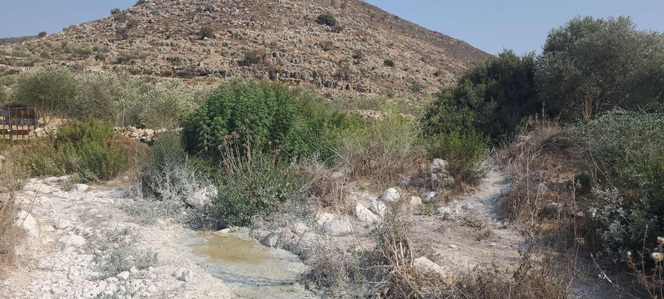 אמברוסיה מכונסת  צולם על ידי רמי יוספי 