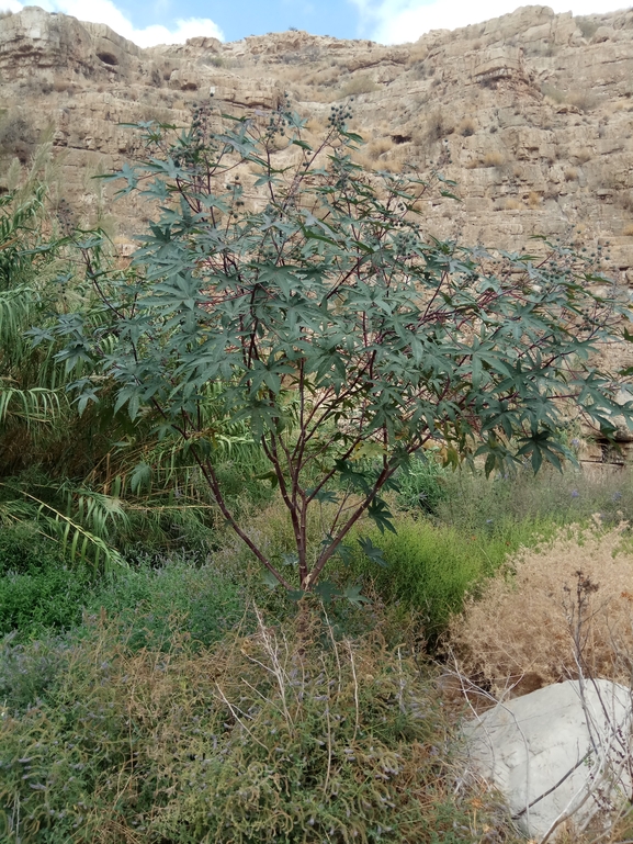 קיקיון מצוי  צולם על ידי שקד בחבוט 