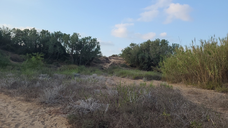 טיונית החולות  צולם על ידי גל וין 