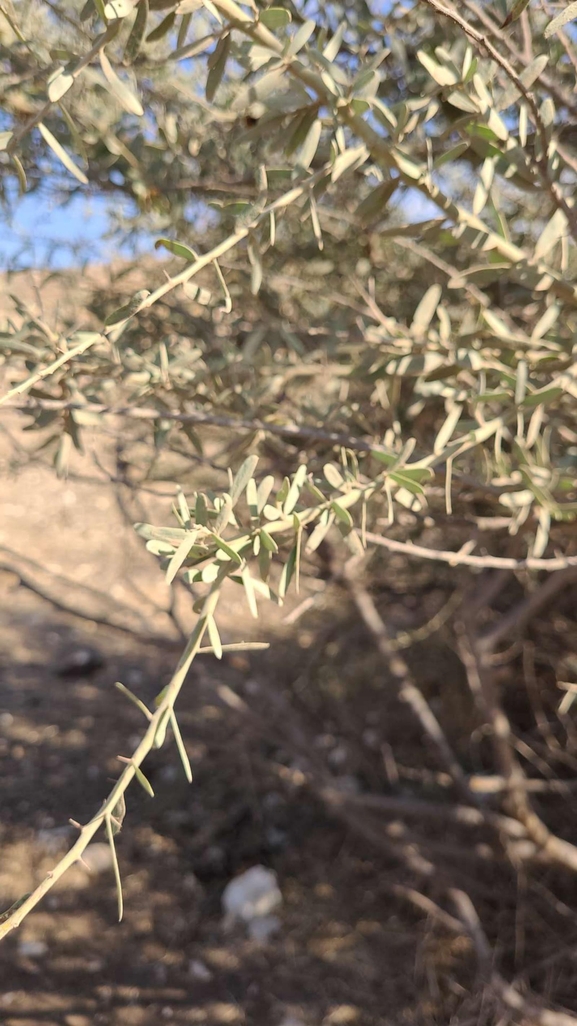 שיטת ויקטוריה  צולם על ידי ליעד כהן 