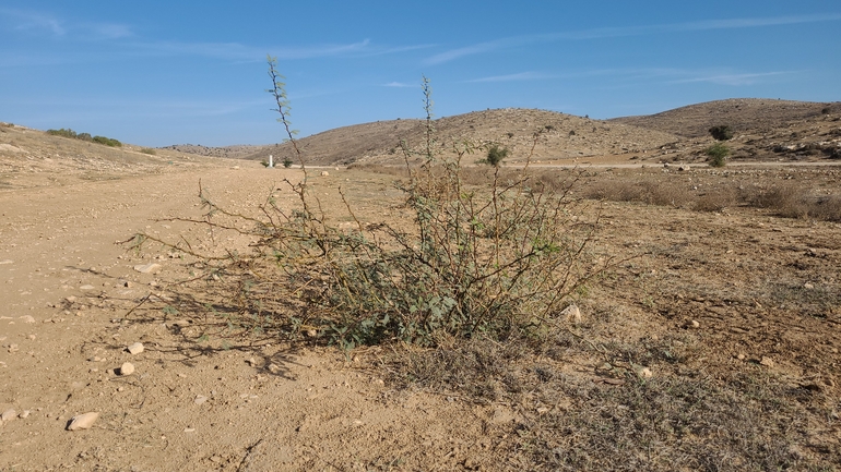 שיטת ויקטוריה  צולם על ידי ליעד כהן 