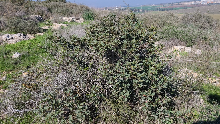 אזדרכת מצויה  צולם על ידי ליעד כהן 