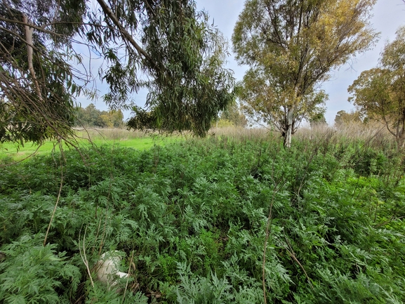 אמברוסיה מכונסת  צולם על ידי אור מילשטיין 