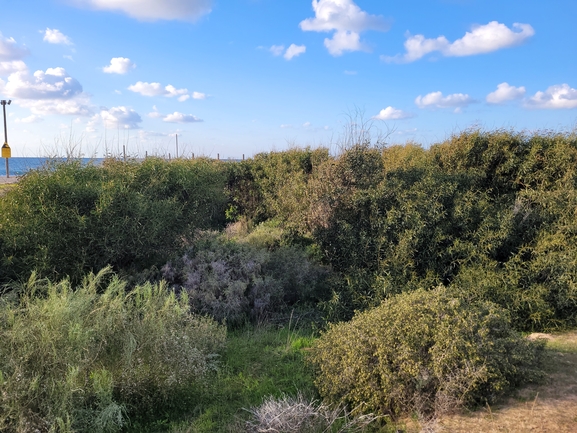 שיטה כחלחלה  צולם על ידי שי קורן 