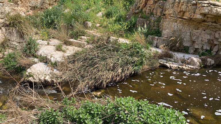 גומא מניפני  צולם על ידי שקד בחבוט 