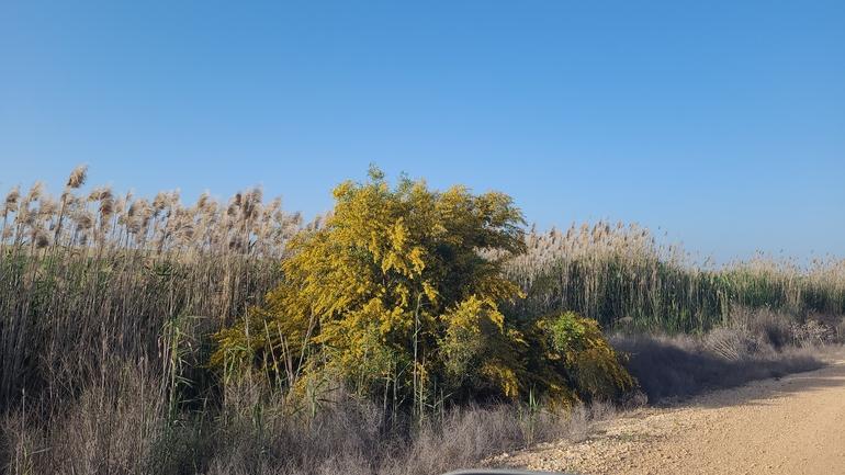 שיטה כחלחלה  צולם על ידי ליעד כהן 