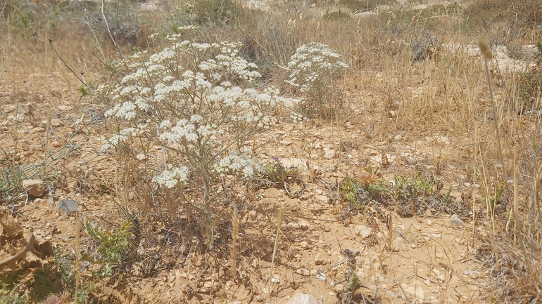 אזדרכת מצויה  צולם על ידי יצחק כהן 