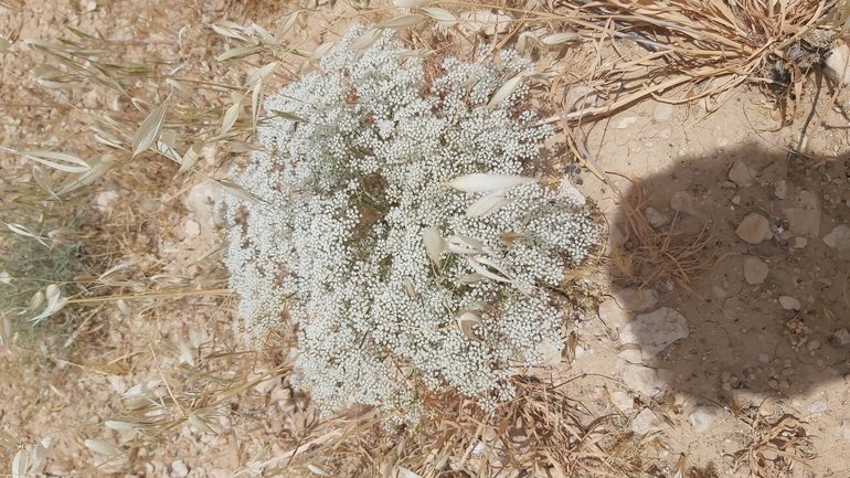 אזדרכת מצויה  צולם על ידי יצחק כהן 